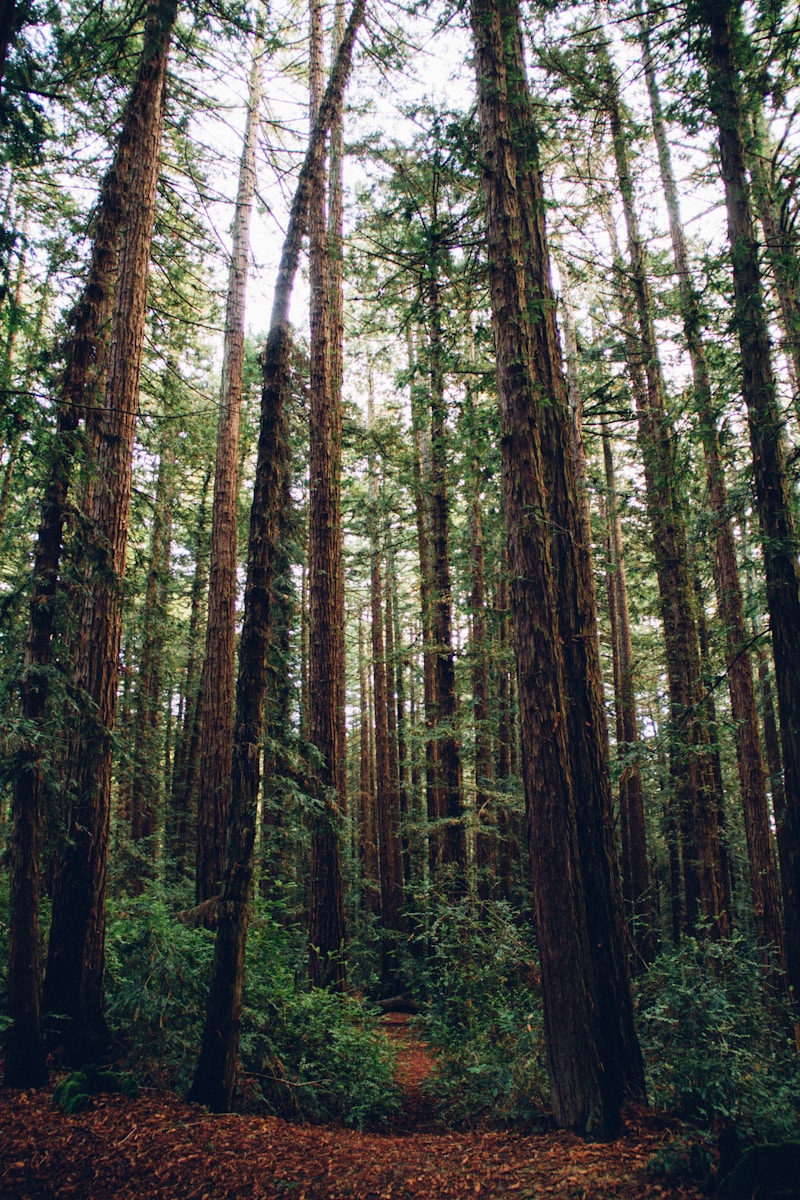 bird'seye view photography of forest